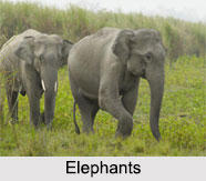 History of Indian Wildlife