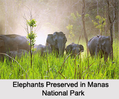 Assam Eco Parks