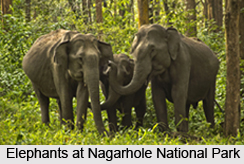 Nagarhole National Park, Karnataka