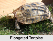 Indian Tortoises