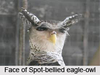 Spot-Bellied Eagle-Owl, Indian Bird