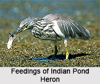 Indian Pond Heron, Indian Bird