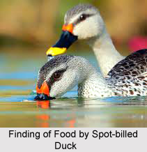 Spot-Billed Duck, Indian Bird