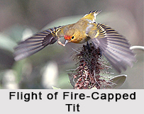 Fire-Capped Tit, Indian Bird