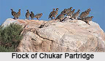 Chukar Partridge, Indian Bird