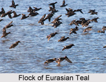 Eurasian teal, Indian Bird