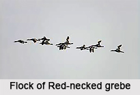 Red-Necked Grebe, Indian Bird