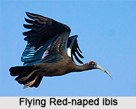 Red-naped ibis, Indian Bird