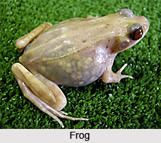 Amphibians