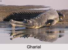 Indian Crocodiles