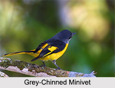Indian Minivets, Indian Birds