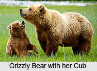 Bear, Indian Wild Animal