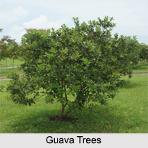 Evergreen Trees in India