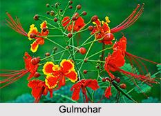 Indian Flowers