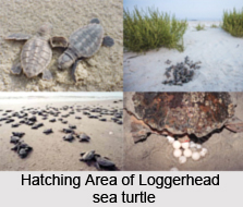 Loggerhead Sea Turtle, Marine Species