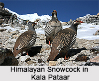 Himalayan Snowcock, Indian Bird