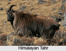 Western Himalayan Broadleaf Forests