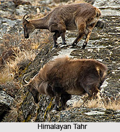 Kanchenjunga Biosphere Reserve