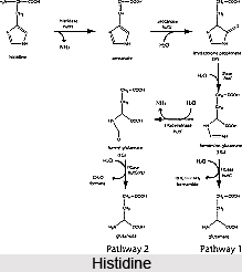 Importance of Amino Acids in Naturopathy
