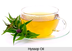 Hyssop