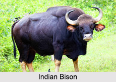 Wildlife in Karnataka