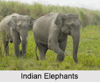 Indian Animals