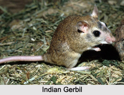 Rodents of India