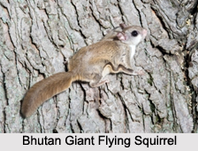 Rodents of India