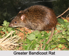 Rodents of India