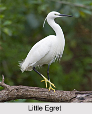 Indian Egrets, Indian Birds