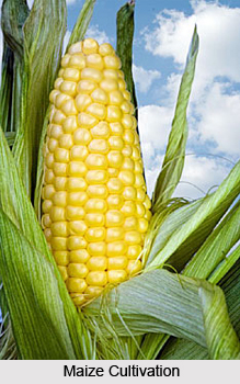 Economy of Jhalawar District, Rajasthan