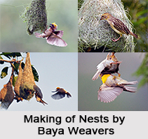 Baya Weaver, Indian Bird