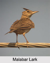 Indian Larks, Indian Birds