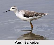 Indian Sandpipers, Indian Birds