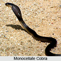 Indian Cobra