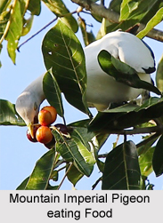 Mountain Imperial Pigeon, Indian Bird