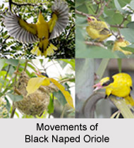 Black-Naped Oriole, Indian Bird