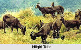 Eravikulam National Park
