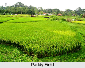Yamuna Nagar District, Haryana