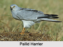 Indian Harriers, Indian Birds