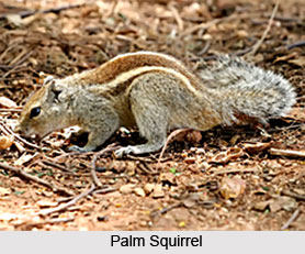 Squirrels, Indian Species