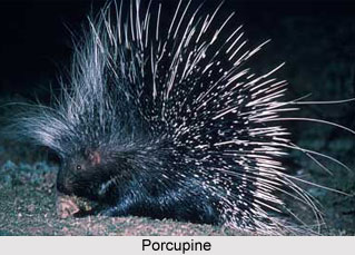 Indian Flora and Fauna of the Eastern Zone