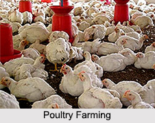 Animal Husbandry in India