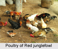Red Jungle Fowl, Indian Bird