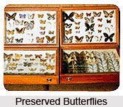 National Museum of Natural History, Delhi