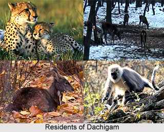 Tourism In Srinagar, Jammu And Kashmir