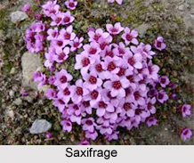 Flora Of Uttarakhand