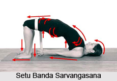 Impact of Yoga Asanas on Respiratory System