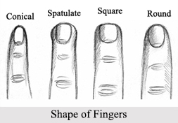 Fingers, Palmistry