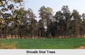 Shivalik Hills, Himalayan Mountain Range